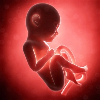 3d rendered illustration - human fetus month 9