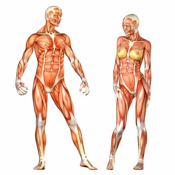 Human Body Anatomy - Male and Female