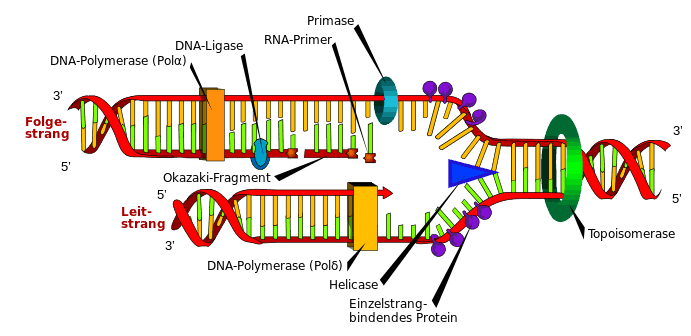 691px-DNA_replication_de.svg