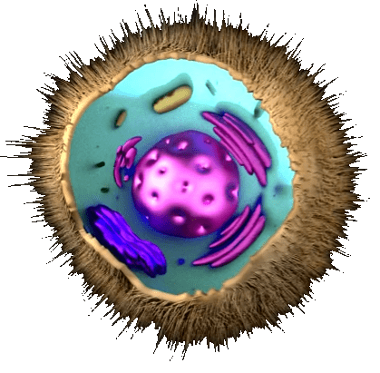eukaryoten
